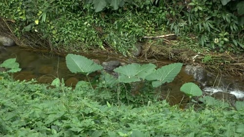 Lush green Hawaiian foliage lining a small clear refreshing brook near Akaka Falls State Park, Hawai