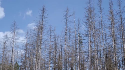 Épinettes mortes à la suite d'une infestation de scolytes. La conséquence du réchauffement climatique.