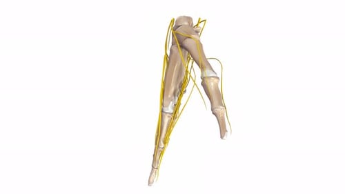 Rotating 3D Human Hand Anatomy with Bones and Nerves