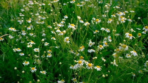 Gänseblümchen blühen im Garten Selektiver Fokus