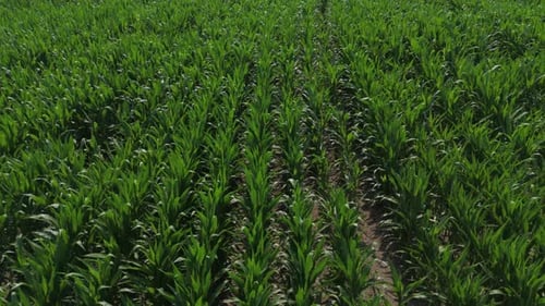 aerial green cornfield rows in bright summer light