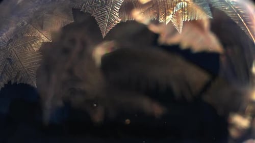 Macro Shoot of Freezing Ice Pattern Growing Crystall