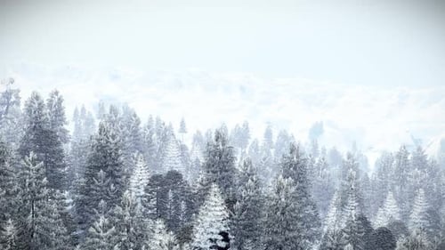 The View Over Foggy Pine Forest in White Snowy Landscape 3D Animation