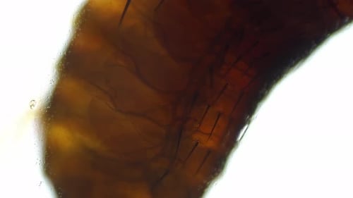 Alive Flea Filmed on White Background Under Microscope 100x