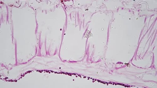 Anthère mûre de lilium en coupe transversale au microscope 400x sur fond clair