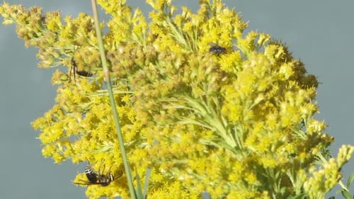 Bees Flying Around Yellow Flowers in Daytime