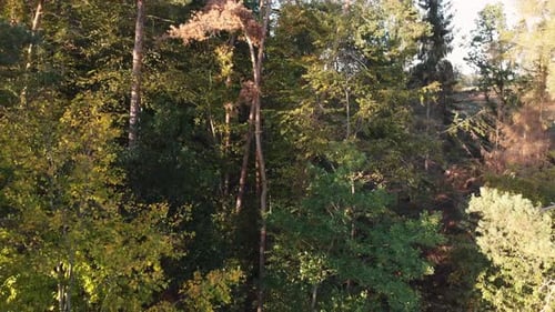 Vista aérea de un bosque en hermosos colores otoñales.