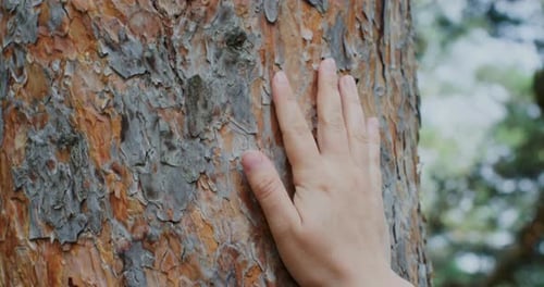 Cropped Image of Woman's Hand Touching Tree Trunk in Forest
