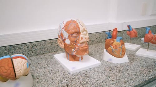 Anatomical Models of the Brain, Head and Heart