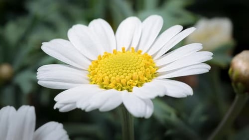 Close Up of White Daisy Flower in Bloom