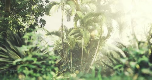 Morning Light Filters Through the Abundant Foliage of a Tropical Forest