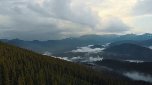 Aerial View. Flying over the pine forest In high mountains in beautiful clouds