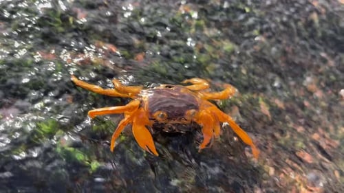 Crab on the rock in freshwater, Small crab under the water