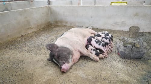 Los lechones recién nacidos chupan el pecho de su madre