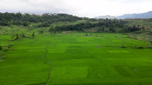 Aerial View of Expansive Green Paddy Farmlands