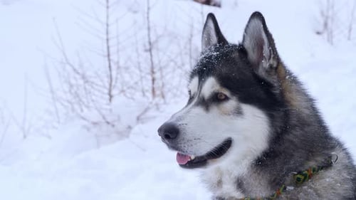 Close shot of a Siberian husky in the snow