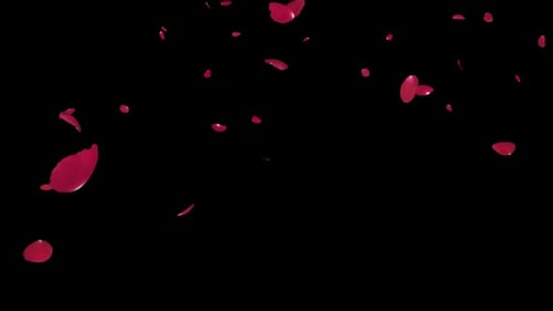 Romantische rote Rosen fallen