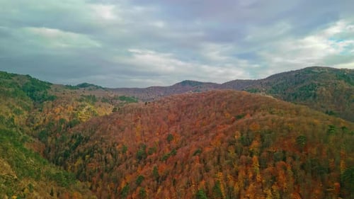 Aerial View Of The Autumn Forest 4k