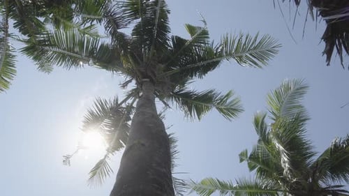 Palm Trees Swaying Gently Under Clear Blue Skies