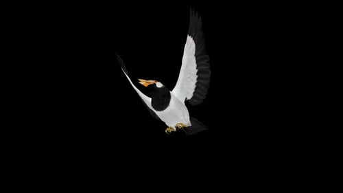 South East Asian Starling Bird - Indian Peid Mynah - Flying Loop - Low Angle CU - Alpha Channel