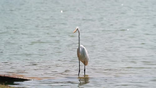 Weißer Reiher steht auf der Suche nach Nahrung im Wasser