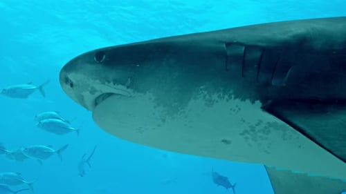 Close Encounter with Tiger Shark in Fuvahmulah, Maldives