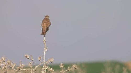 Kestrel female perching on thorn, Judea Plains, Israel