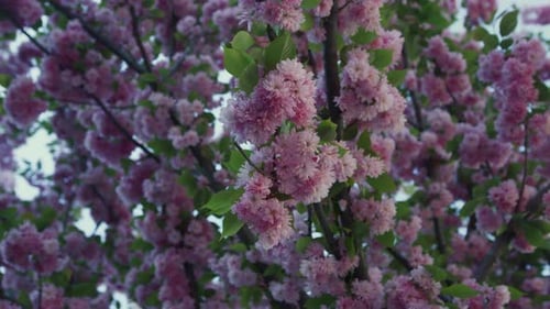 Vivid pink sakura flowers bloom against a tranquil blue sky in springtime Japan