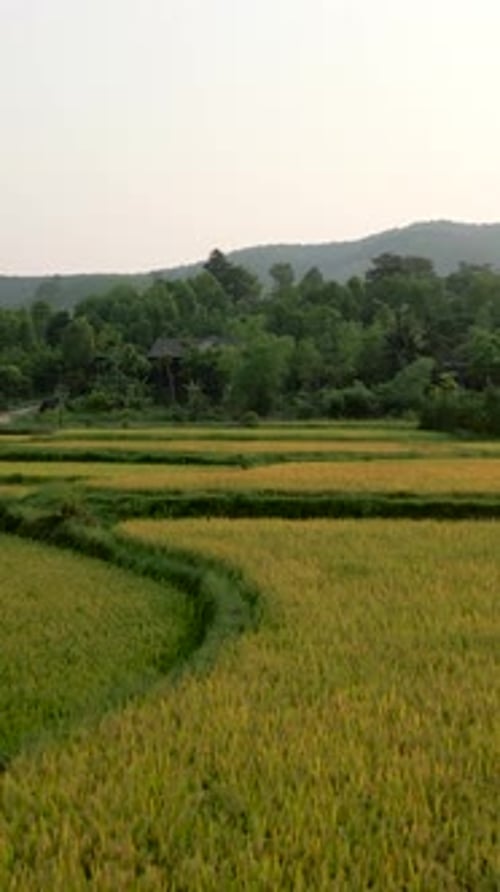 Des champs de céréales entourent les montagnes dans un endroit calme et silencieux au Vietnam