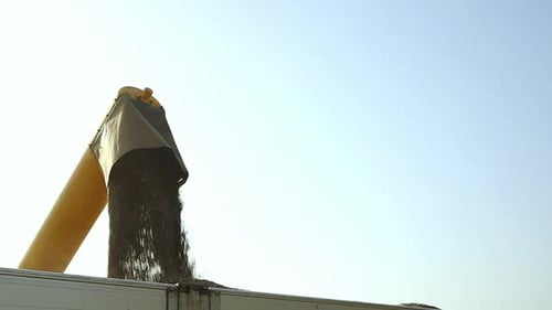 seasonal harvest of sunflower seeds for the food industry, close up of unloading sunflower seeds