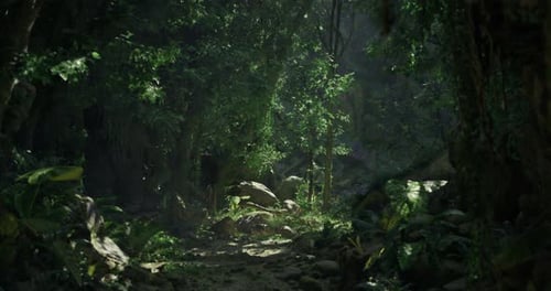 Lush Green Forest Path Illuminated By Sunlight Filtering Through Trees
