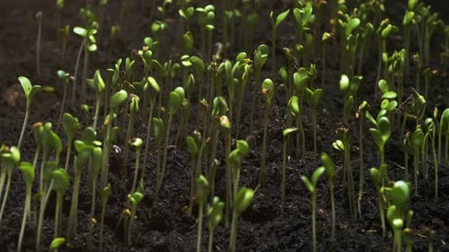 Seedlings Sprouting and Growing in Time Lapse