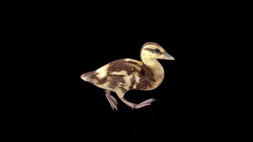 Duck Swim