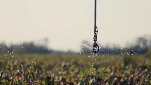 Agricultural Irrigation System Sprinkling Water on Crops