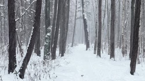 A Snowstorm in a Winter Public Park It is Snowing Heavily Snowflakes are Slowly Falling Tree
