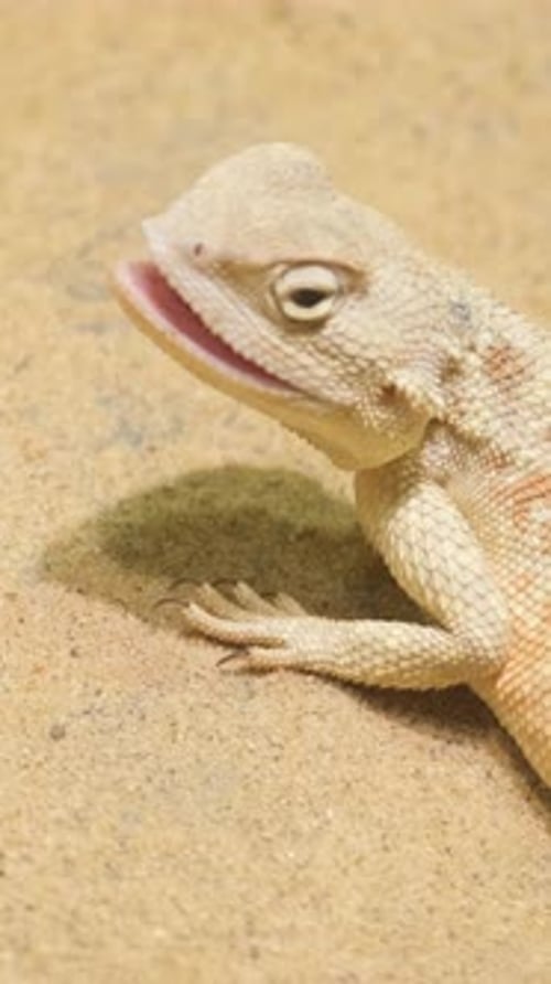 Un lézard jaune dans le sable fin au milieu du désert Lézard Phrynocephalus Mystaceus