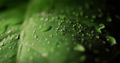 Droplets of Water Flow Down the Green Sheet of the Tree