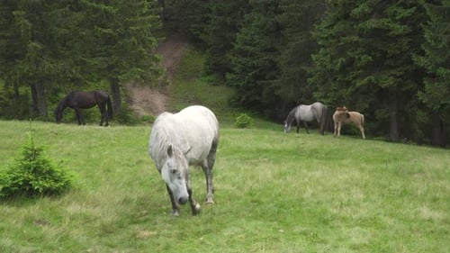 Horses Grazing on Grassy Hillside in Rural Pasture