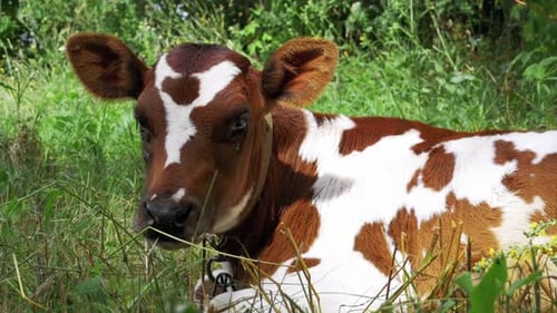 Gray and White Calf Cow Lying on Meadow and Chews Grass