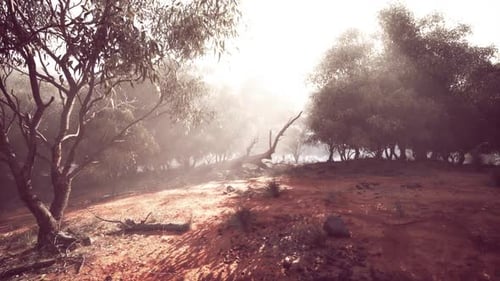 Misty Forest Landscape with Sun Rays and Eucalyptus Trees