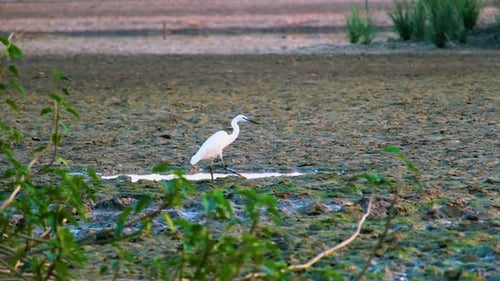 Lonely white Egret bird in wetland with green algae