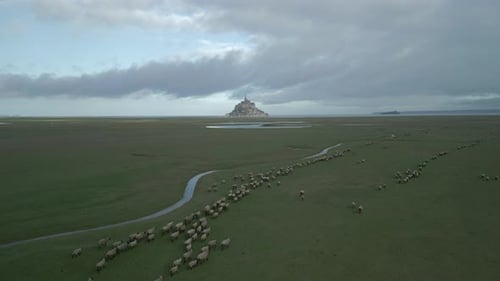 Aerial view of Le Mont Saint Michel with sheep's in foreground.