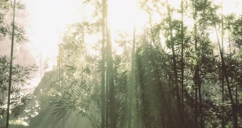 Sunlight Filtering Through a Dense Bamboo Forest in Early Morning
