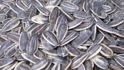 Falling Sunflower Seeds in a Close Up Shot