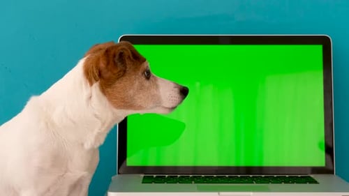 Ordenador portátil de navegación para perros en el estudio