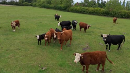 Cattle Grazing in Lush Green Pasture