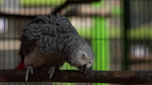 African Grey Parrot Perched on Wooden Branch in Aviary