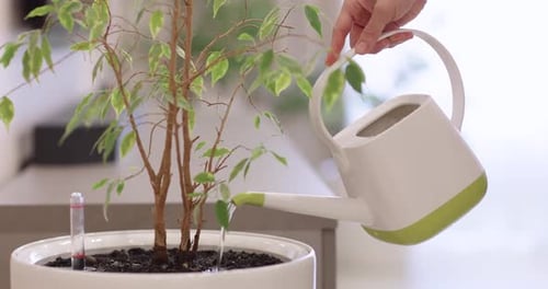 Woman Holding Can and Watering Green Plants in Pots at Home