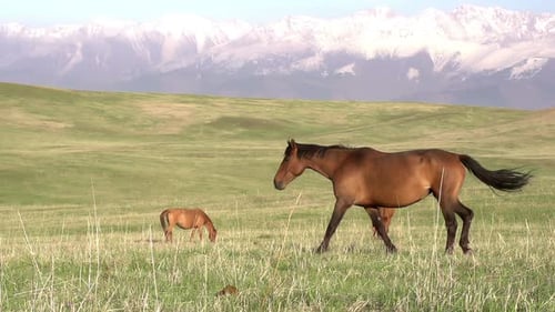 Walking Horse
