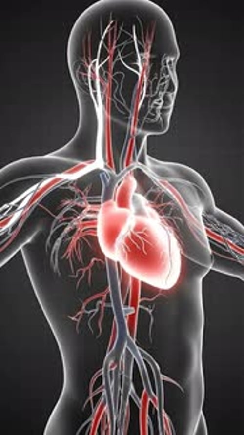 Cardiovascular System - Abstract Heart & Blood Flow Visualization 3D Animation | Manestream Den